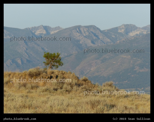 Tree at Corvallis Hills - Corvallis MT