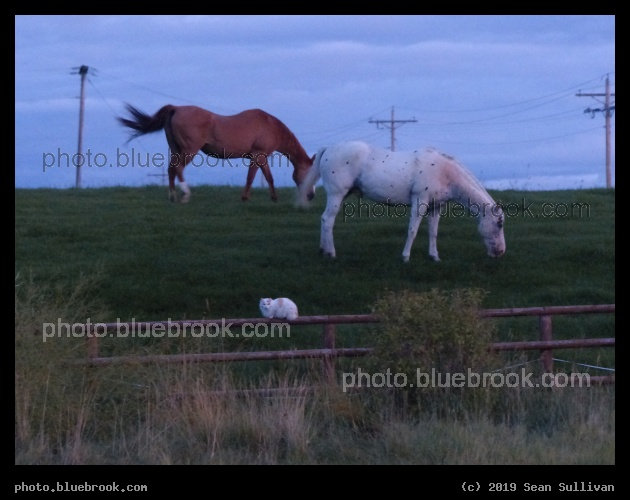 Two Horses and a Cat - Corvallis MT