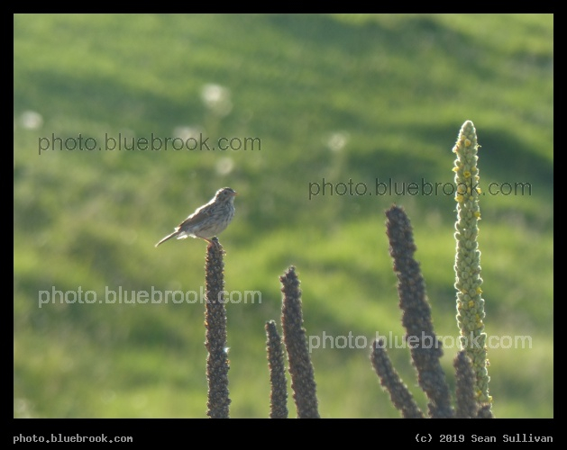 Plant Perch - Corvallis MT