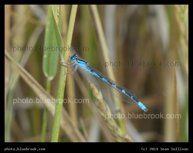 August Damselfly - Corvallis MT