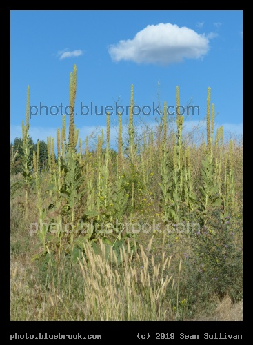 Spires under Blue Sky - Corvallis MT