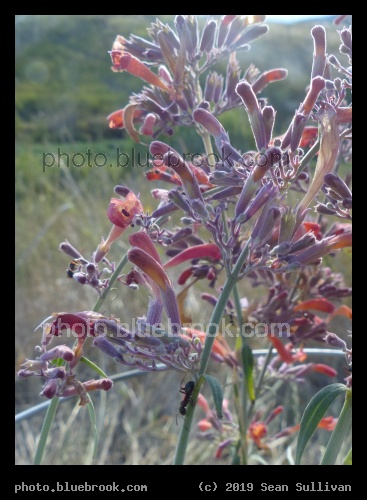 Ant Descending - Corvallis MT