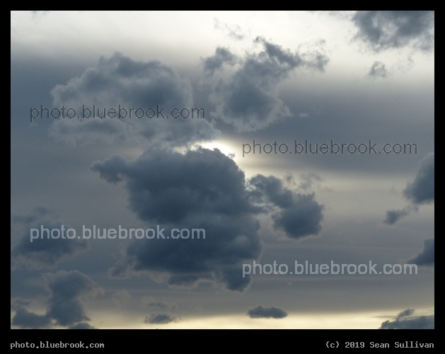 Bashful Sun - Corvallis MT