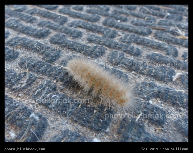 Fuzzy Walk - Corvallis MT