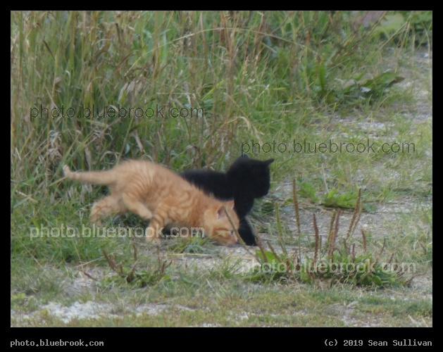 Kitten Walk - Corvallis MT