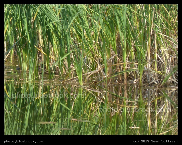 Reflections in a Small Pond - Stevensville River Park, Stevensville MT