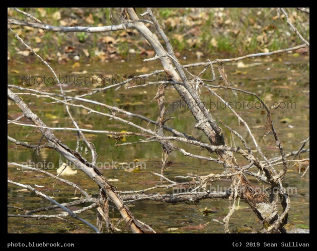 Tangle in a Small Pond - Stevensville River Park, Stevensville MT