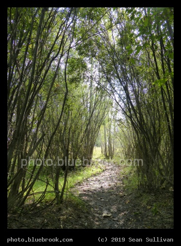 Path through Woody Canopy - Stevensville River Park, Stevensville MT