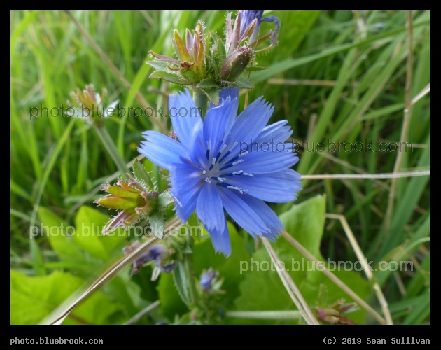 Chicory Blossom - Corvallis MT