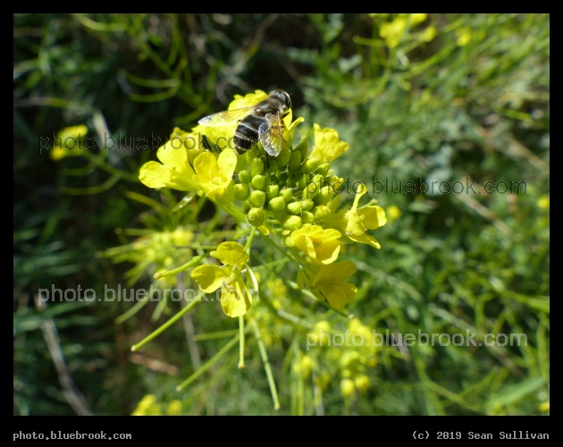Yellow Flowers in Autumn - Corvallis MT