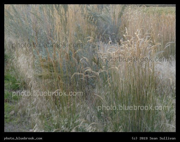 Botanical Colors and Textures - Corvallis MT