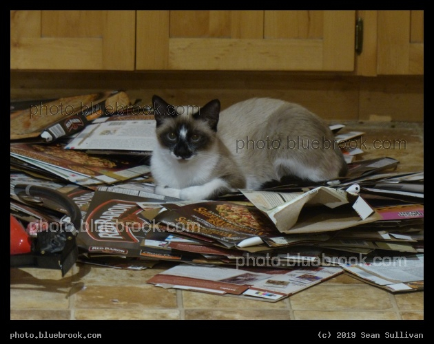 Mischief - Corvallis MT