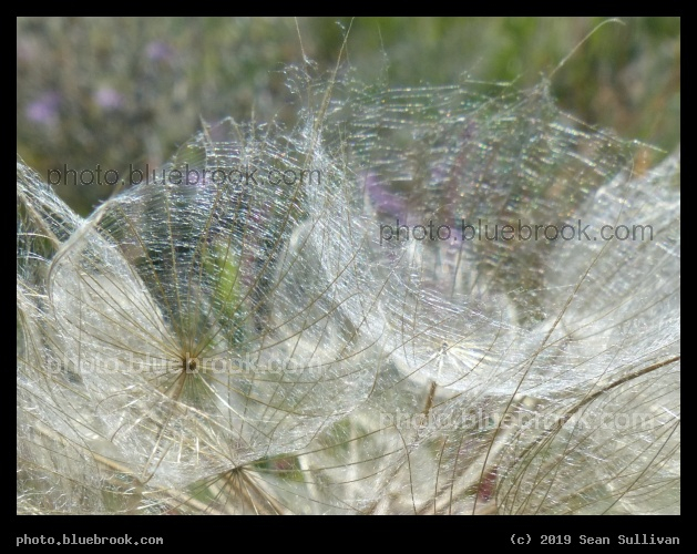 Gossamer Whisps - Corvallis MT