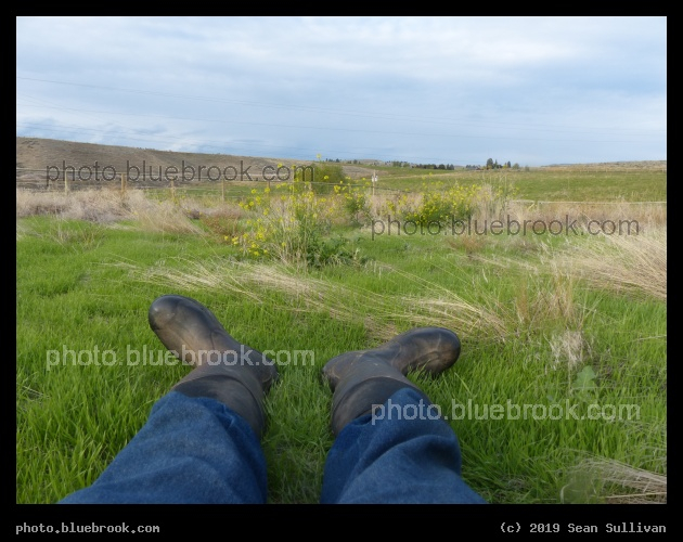 Laying on a Hillside - Corvallis MT