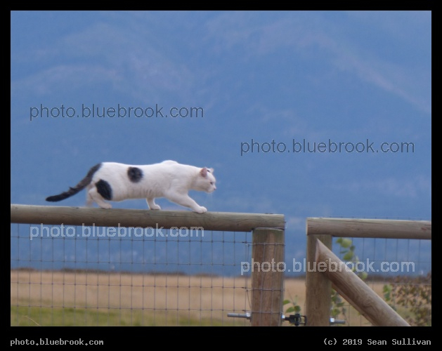 Spot on a Fence - Corvallis MT