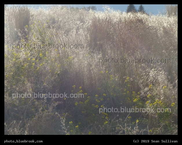 Gentle Autumn Light - Corvallis MT
