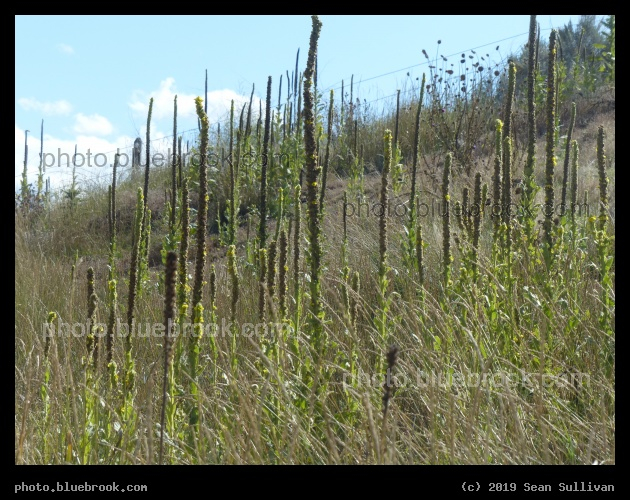 Vertical Stalks - Corvallis MT