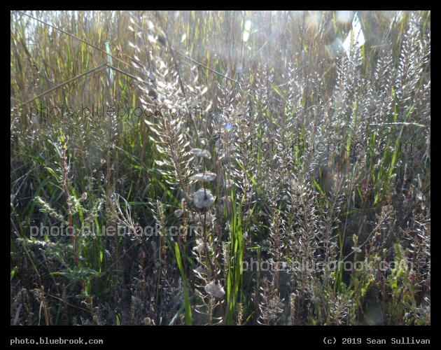 Little Details - Corvallis MT