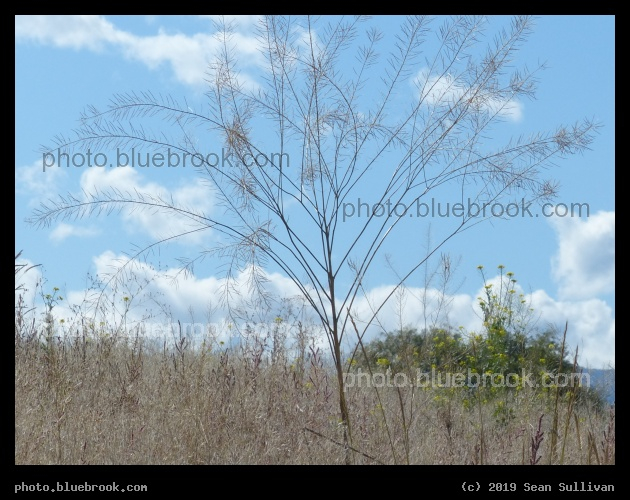 Lacy Plant - Corvallis MT