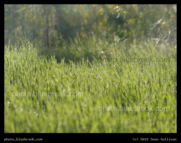 Grass - Corvallis MT