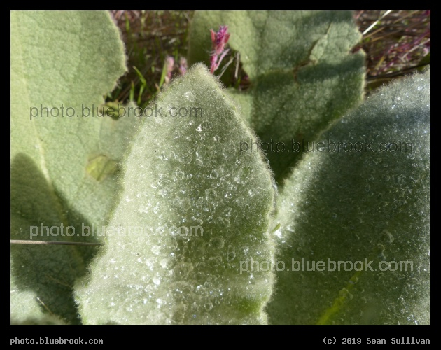 Droplets on Fuzzy Leaves - Corvallis MT