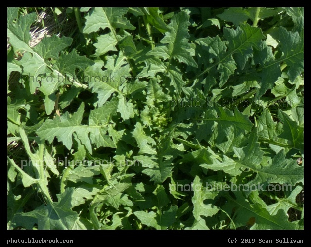 Radial Greenery - Corvallis MT