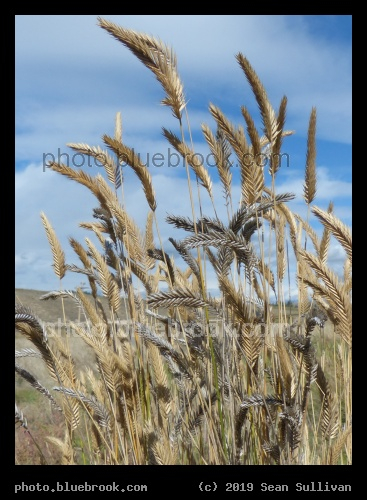 Many Seedheads - Corvallis MT
