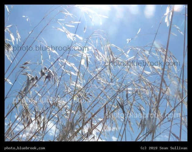 Sunlight through Grasses - Corvallis MT