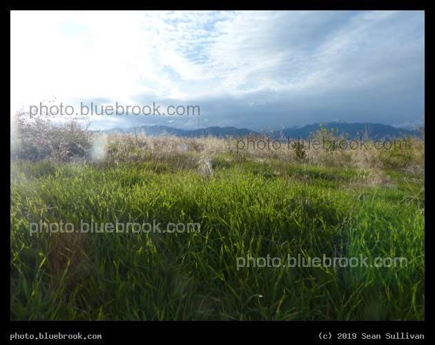 Grass in the Mountains - Corvallis MT