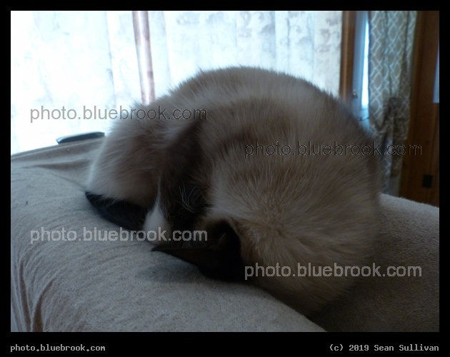 Cozy Kitten - Corvallis MT