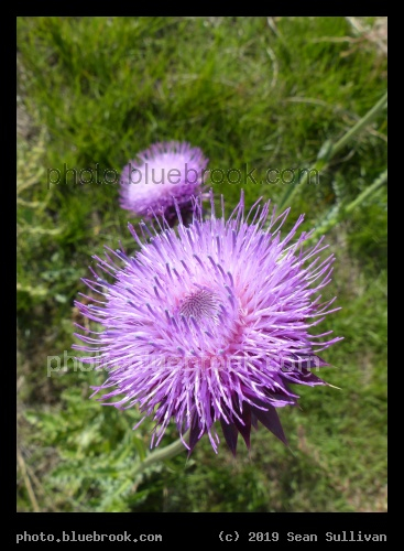 Double Purple - Corvallis MT