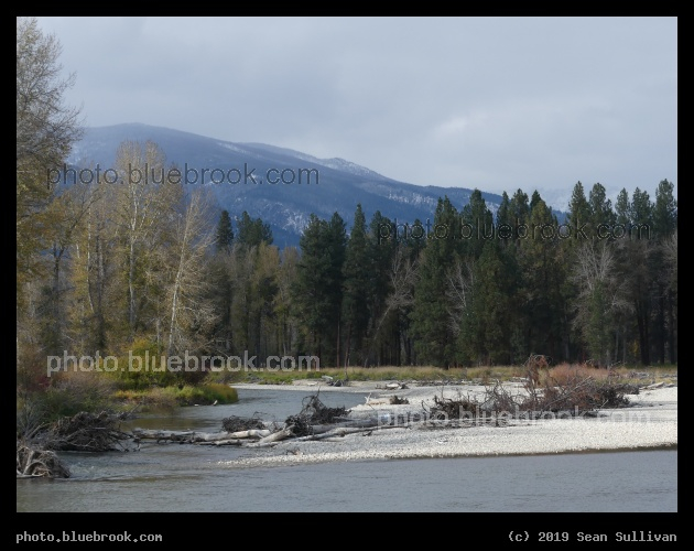 Evergreens in Autumn - Bitterroot River, Victor MT