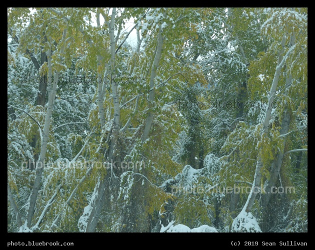 Frosted Autumn - Lost Trail Pass, MT/ID border