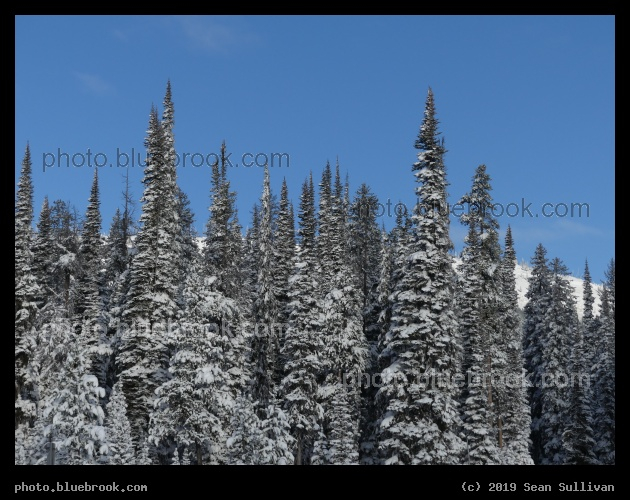 Frosted Spires at Lost Trail Pass - Lost Trail Pass, MT/ID border