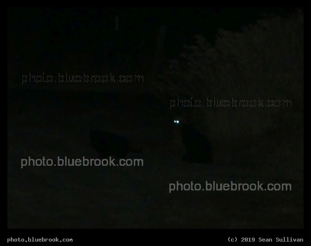 Kittens of the Night - Corvallis MT