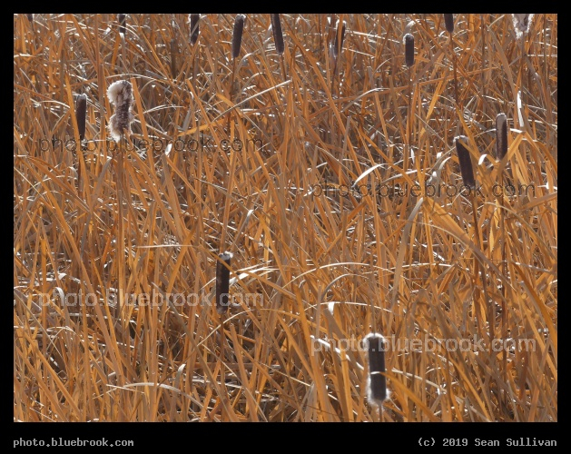 Orange Fronds - Corvallis MT