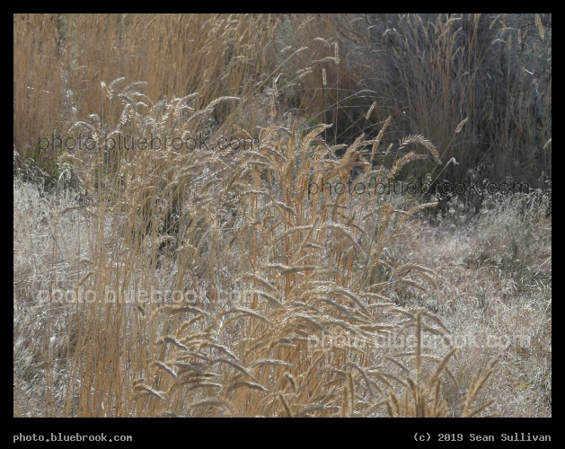 Dancing Grasses - Corvallis MT