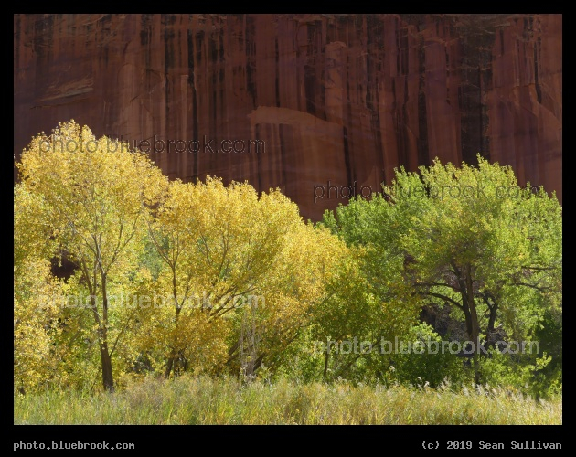 Autumn in Fruita - Fruita, Capitol Reef National Park, Utah