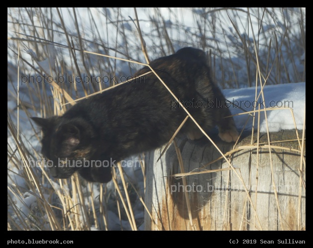 Leaping Kitten - Corvallis MT