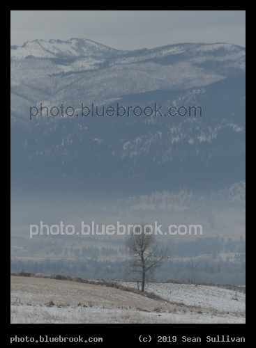 December Tree - Corvallis MT