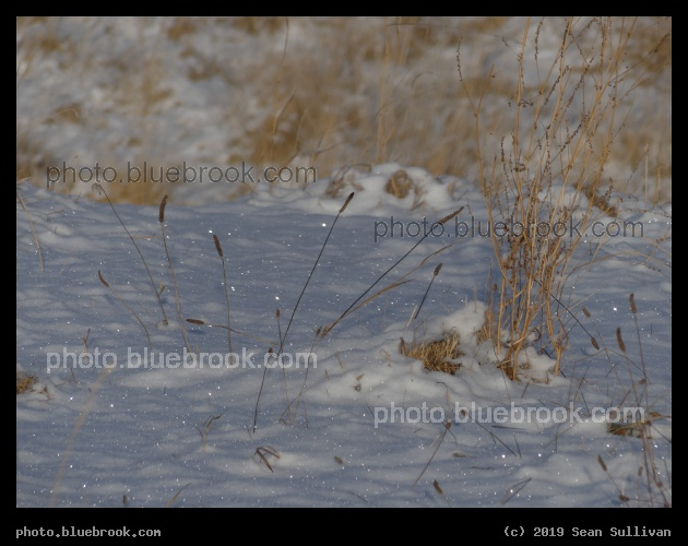 Sparkles in the Grass - Corvallis MT