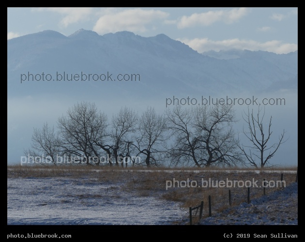 Fog behind the Trees - Corvallis MT