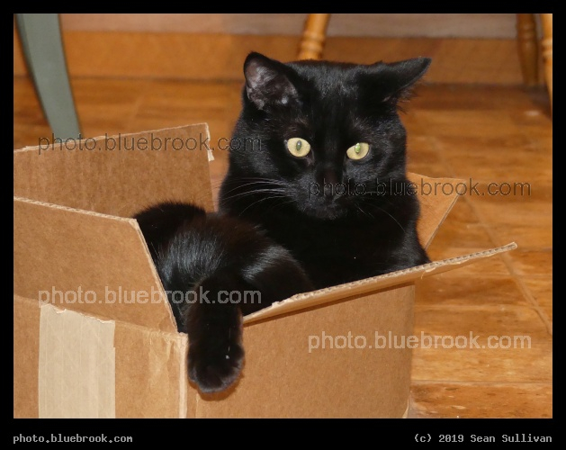 This Box has been Claimed - Corvallis MT