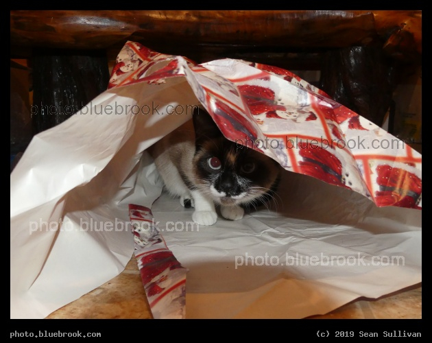 Unwrapping - Corvallis MT