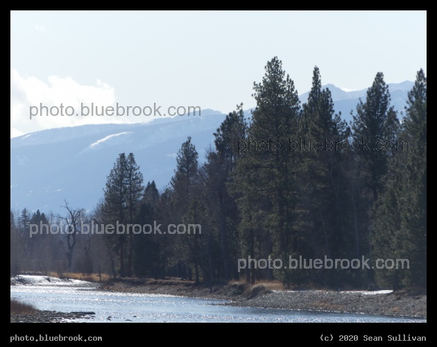 Bitterroot Riverside Trees - Bitterroot River, Riverside, Hamilton MT