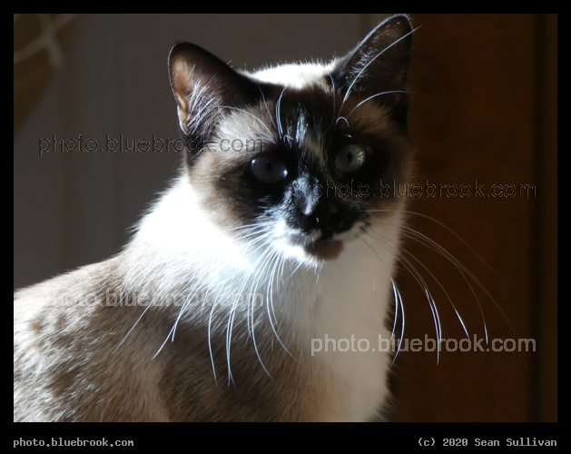 Whiskers - Corvallis MT