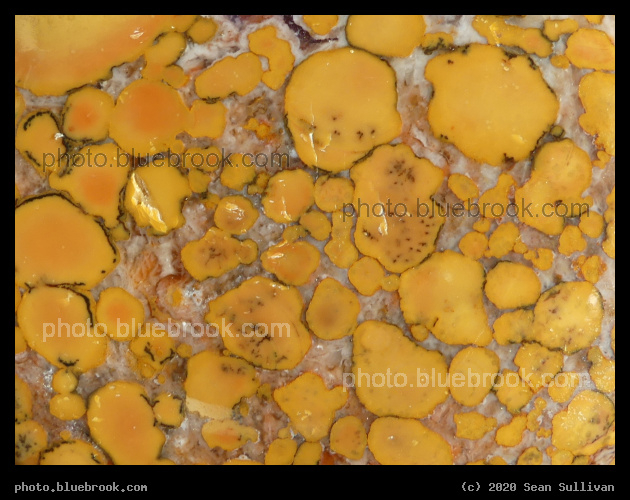 Cobra Jasper Detail - Corvallis MT