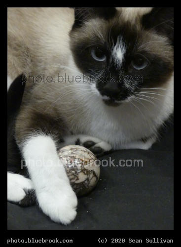 Maia with Jasper Sphere - Corvallis MT