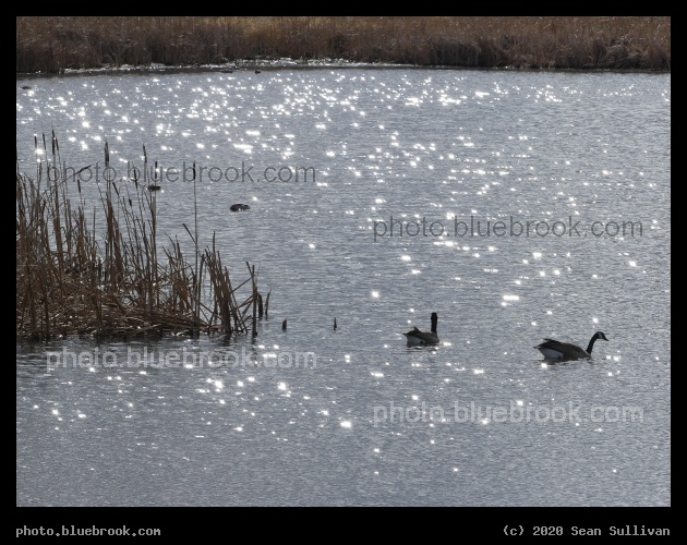 Sparkles in March - Lee Metcalf National Wildlife Refuge, Stevensville MT