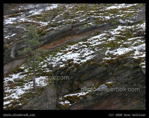 Mountainside Tree - Kootenai Creek Trail, Stevensville MT